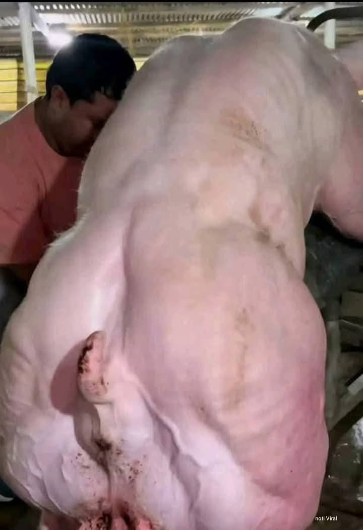 FB_IMG_1764552280752